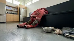 Meet Comando, the firehouse puppy mascot boosting firefighter morale