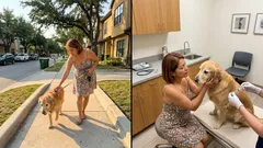 Loving an aging dog: the quiet moments that prepare you for goodbye