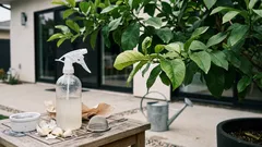 Homemade garlic spray for lemon trees: an easy recipe to stop aphids and other pests